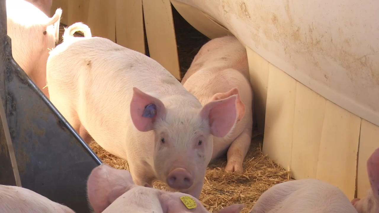 Schweine in einem Stall.