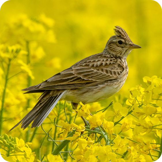 Eine Feldlerche sitzt in einem Feld leuchtend gelber Blumen