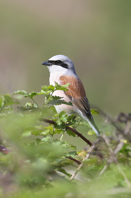Vogel in der Natur auf einem Ast