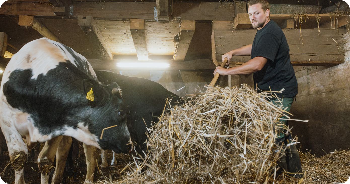 Ein Landwirt füttert Kühe im Stall.