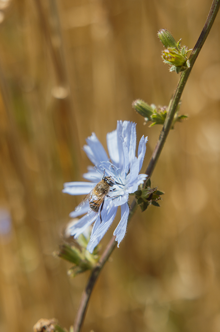 Nahaufnahme einer Biene auf einer blauen Blüte
