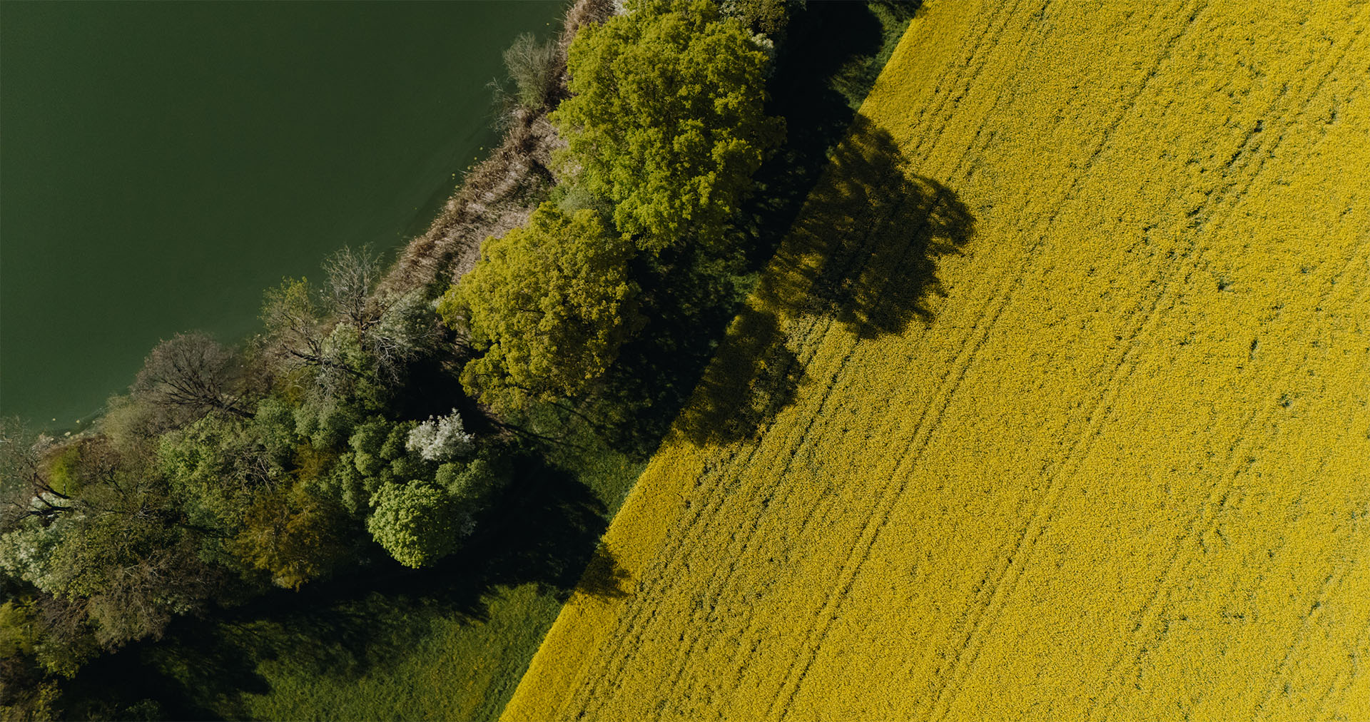 Luftaufnahme eines gelb blühenden Rapsfelds neben einem Waldrand
