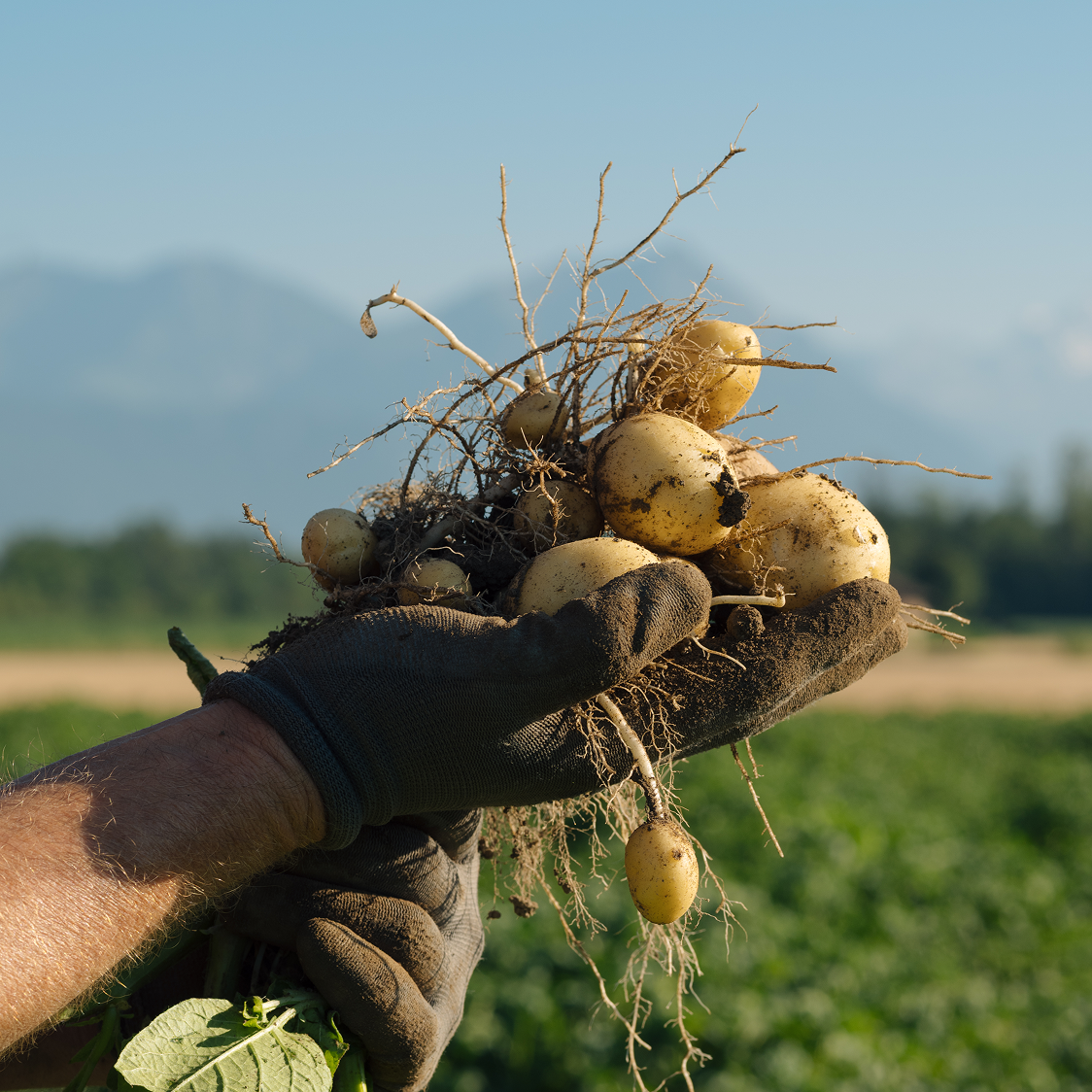 Hände halten frisch geerntete Kartoffeln