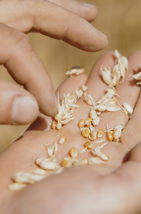 Hände mit Samen in der Palmfläche