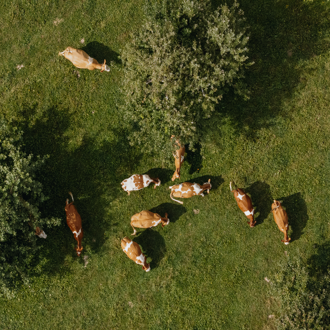 Luftaufnahme von Kühen auf einer grünen Wiese