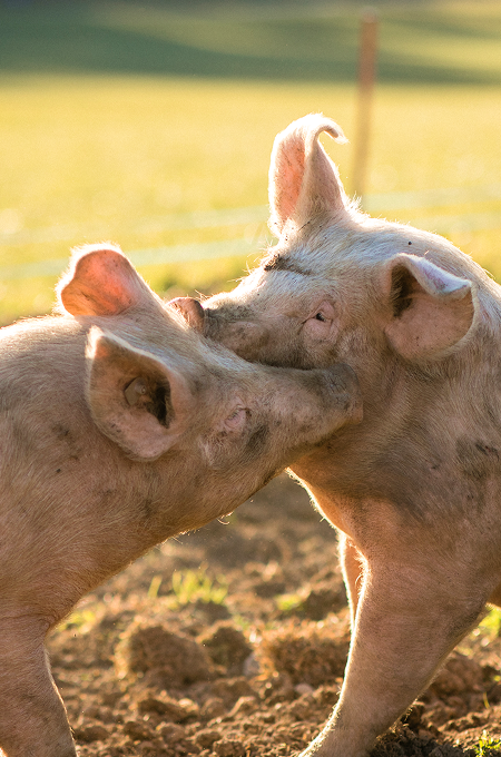 Zwei Schweine beim Spielen miteinander