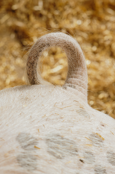 Nahaufnahme eines Schweine-Ringelschwanzes