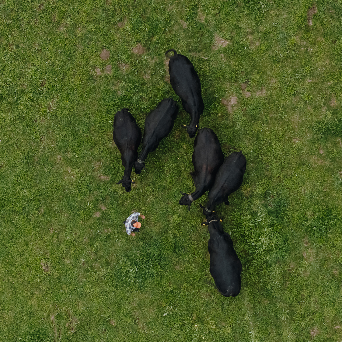 Luftaufnahme von einer Person und Kühen auf einer Wiese