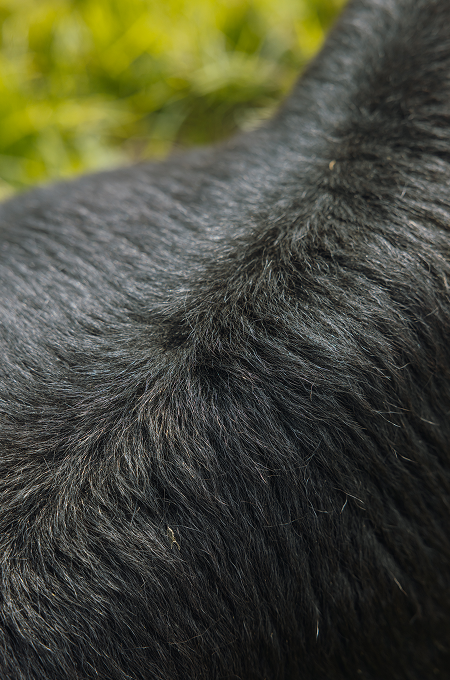 Nahaufnahme von schwarzem Tierfell im Freien