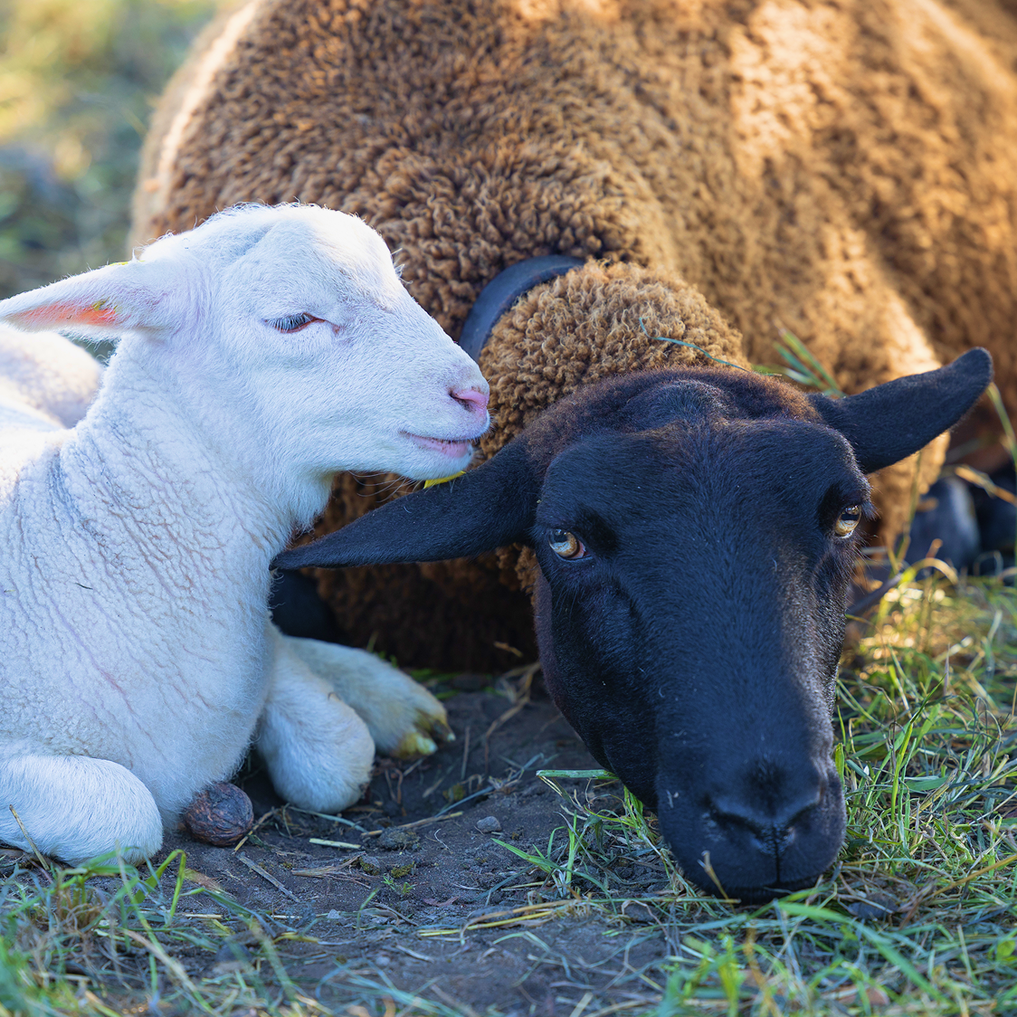 Ein schwarzes Schaf und ein weißes Lamm ruhen zusammen.