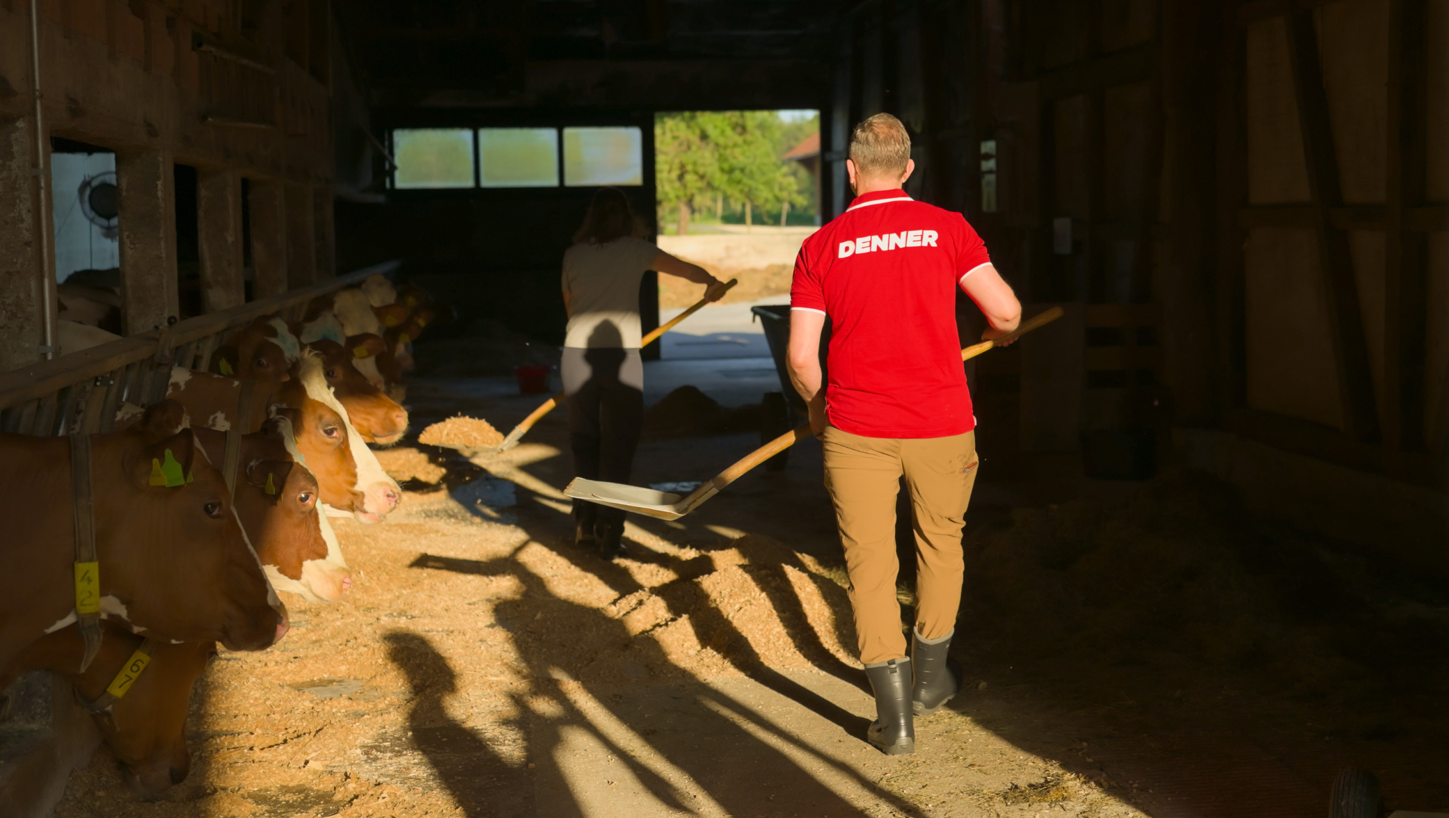 Personen mit T-Shirts mit Denner-Logo füttern Kühe und reinigen den Stall
