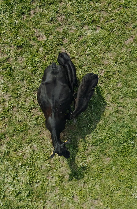 Luftaufnahme einer schwarzen Mutterkuh mit ihrem Kalb auf einer Weide.