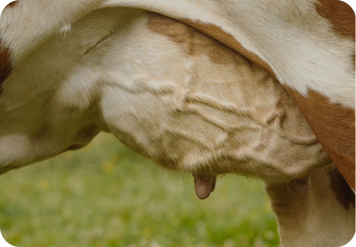 Detailaufnahme des Euters einer Kuh auf einer Wiese