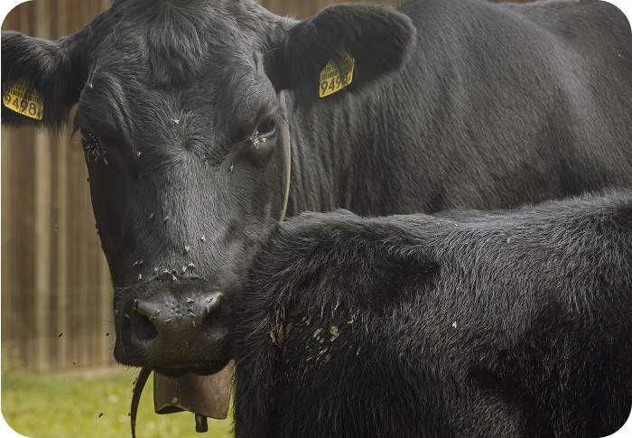 Zwei schwarze Kühe mit Halsband und Fliegen