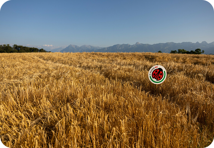 Weizenfeld mit Schild und Berglandschaft im Hintergrund
